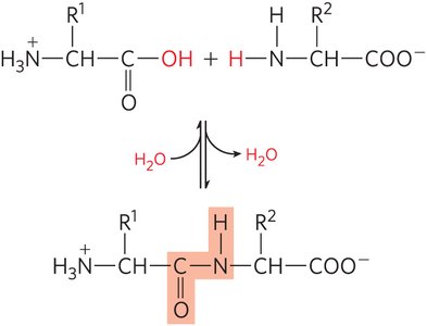 Peptide bond formation