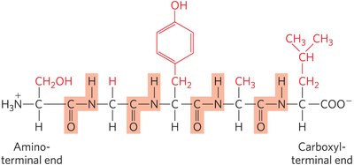 Polypeptide chain with highlighted peptide bonds