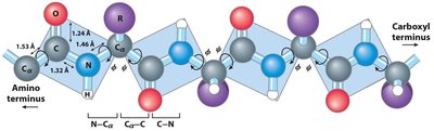 Rotation Around Bonds in a Polypeptide Backbone