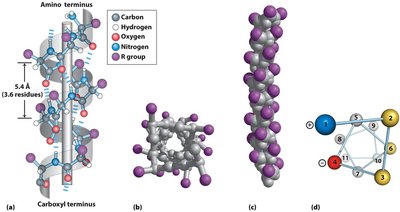 Factors affecting alpha helix stability