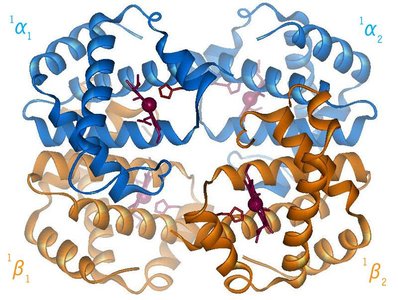 Hemoglobin quaternary structure