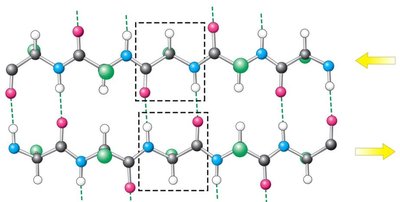 Antiparallel beta sheet