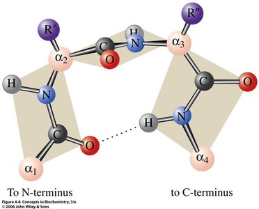 Beta turn structure