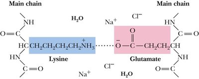Ionic interaction between lysine and glutamate