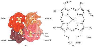 Hemoglobin tetramer and heme structure