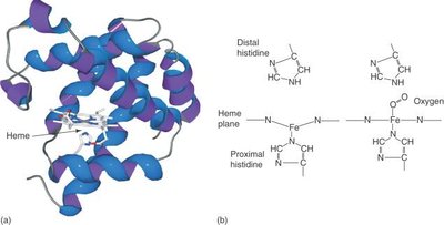 Myoglobin structure and heme coordination