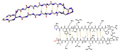 Beta sheet structure