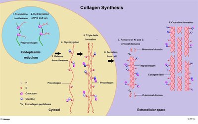 Collagen synthesis pathway