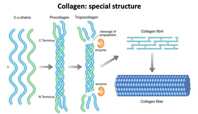 Collagen triple helix and fiber formation