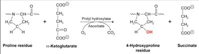 Hydroxylation of proline and lysine in collagen