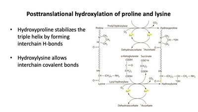 Ascorbic acid and dehydroascorbic acid structures