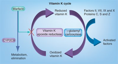 Gel filtration chromatography diagram