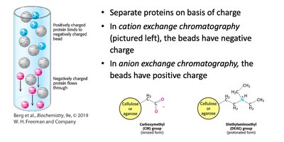 Affinity chromatography diagram