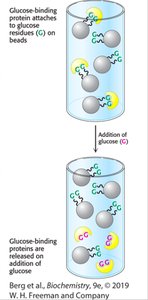 HPLC chromatogram and explanation