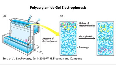 Enzyme active site diagram
