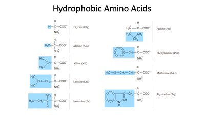 Structures of hydrophobic amino acids