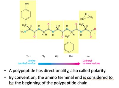 Polypeptide chain with directionality from N-terminus to C-terminus