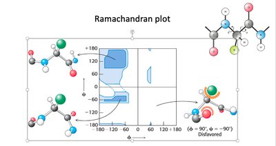 Ramachandran plot showing allowed and disallowed regions