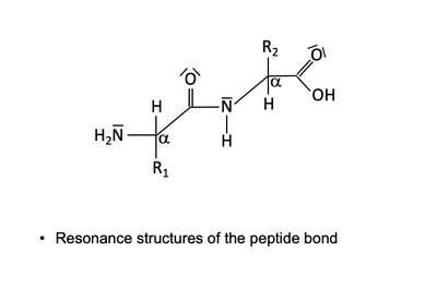 Peptide bond resonance structure 1