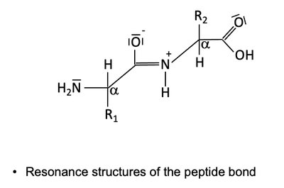Peptide bond resonance structure 2
