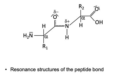 Peptide bond resonance structure 3