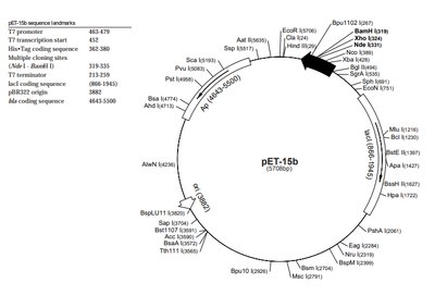 pET-15b plasmid map
