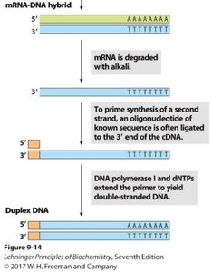 cDNA library construction steps