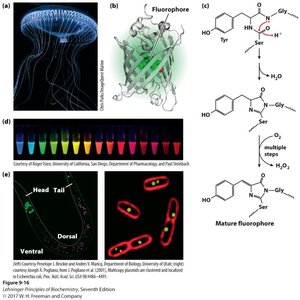 GFP structure, fluorophore chemistry, and applications