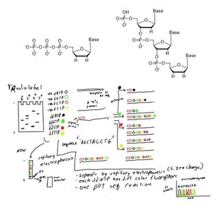 Sanger sequencing workflow and chain termination