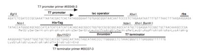 pET-15b sequence landmarks and MCS