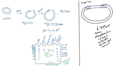 Cloning workflow and gel purification