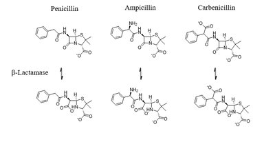 Structures of penicillin, ampicillin, carbenicillin and their hydrolysis by β-lactamase