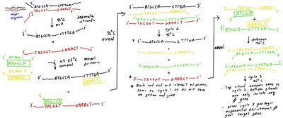 PCR cycle steps
