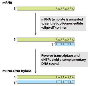 mRNA to cDNA synthesis