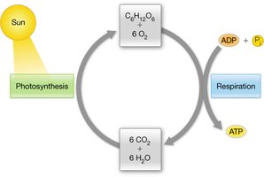 Photosynthesis and respiration cycle diagram