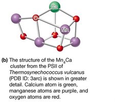 Structure of the Mn4Ca cluster in the OEC