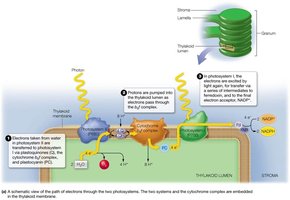 Path of electrons through two photosystems