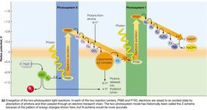Energetics of the two-photosystem light reactions (Z scheme)