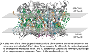 Side view of LHCII trimer with pigment and lipid composition