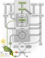 Photosynthesis in metabolism pathways