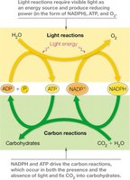 Light and carbon reactions in photosynthesis