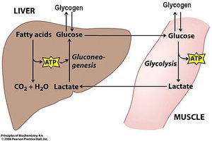 Cori cycle: metabolic exchange of lactate and glucose between muscle and liver
