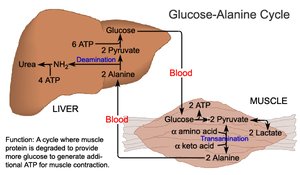 Glucose-Alanine cycle: transfer of alanine and glucose between muscle and liver