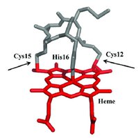 Heme covalently attached to protein via CXXCH motif