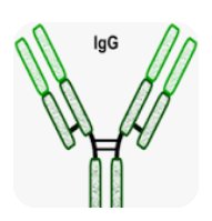 IgG antibody structure