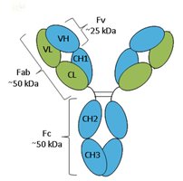 Antibody domains and regions
