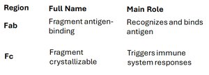 Fab and Fc regions of antibody