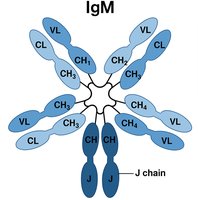 IgM pentamer structure