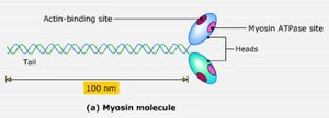 Myosin molecule structure