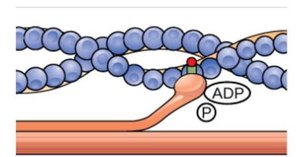 Calcium regulation of actin-myosin binding